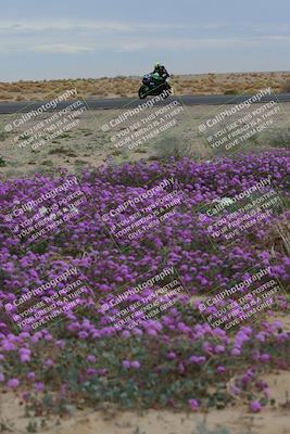 media/Jan-14-2023-SoCal Trackdays (Sat) [[497694156f]]/Turn 14 Exit Bloomig (145pm)/